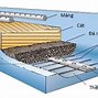 Vi Sinh Vật Ở Trong Nước